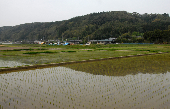 里山の麓に広がる田んぼ