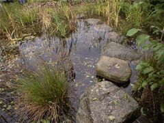 Biotope